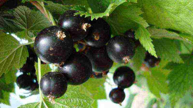 currant planting and care in the open field in the Urals