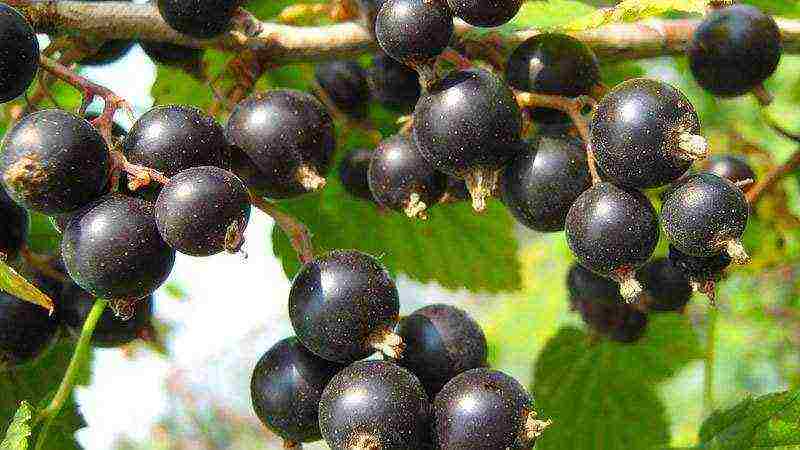 currant planting and care in the open field in the Urals