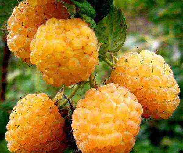 good raspberry variety