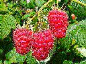 good raspberry variety
