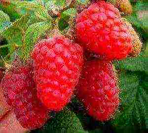 iba't ibang raspberry mabuti