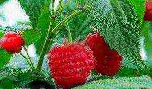 iba't ibang raspberry mabuti