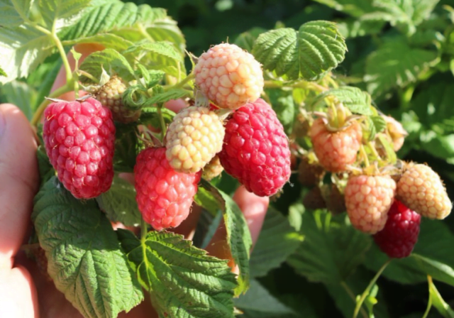 iba't ibang raspberry mabuti