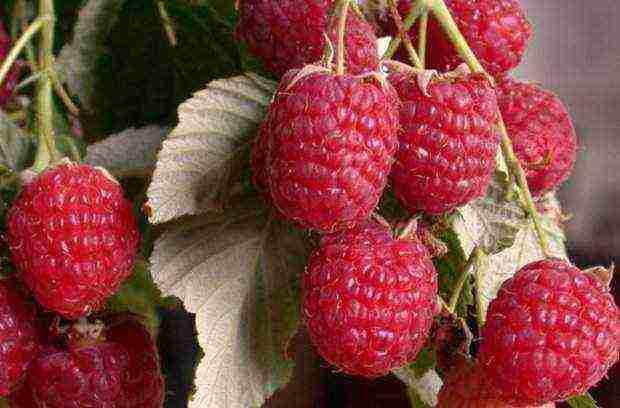 raspberry variety good