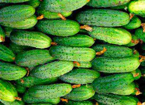 the variety of cucumbers is good