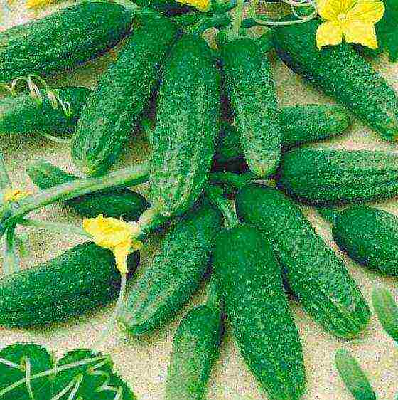 the variety of cucumbers is good