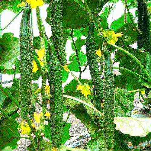 the variety of cucumbers is good