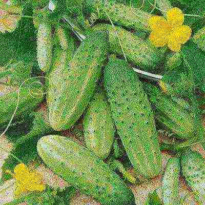 the variety of cucumbers is good