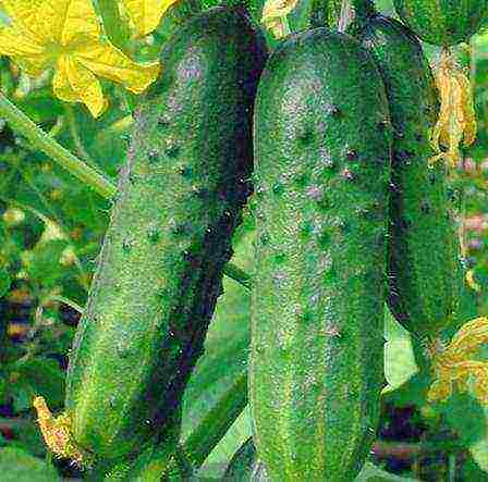 the variety of cucumbers is good