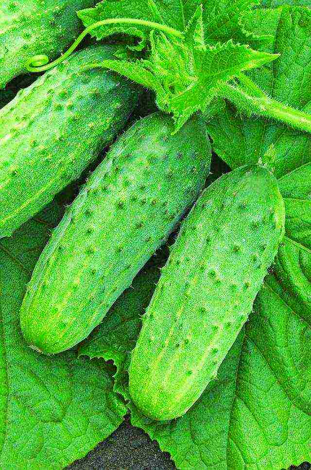 the variety of cucumbers is good