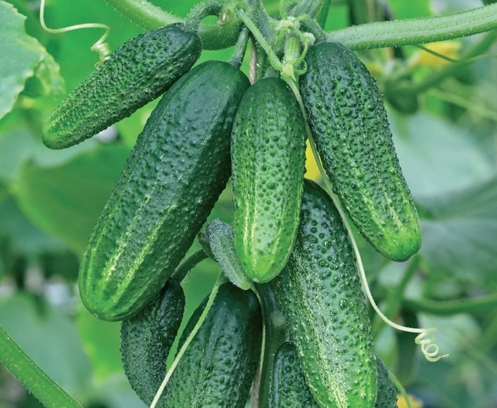 the variety of cucumbers is good