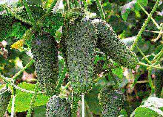 the variety of cucumbers is good