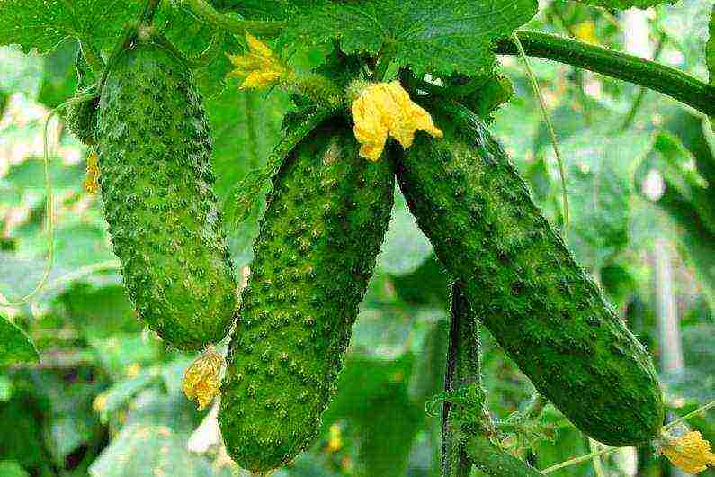 the variety of cucumbers is good