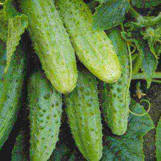 the variety of cucumbers is good