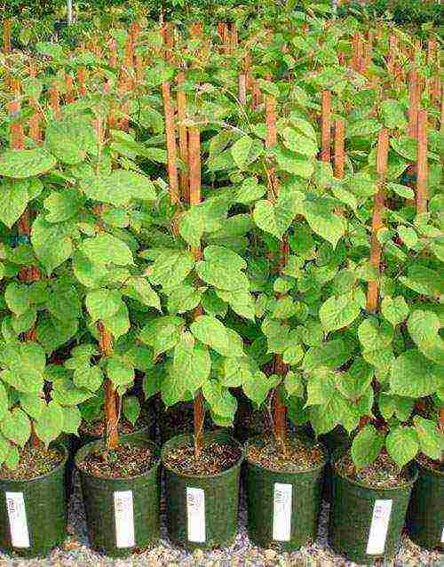 actinidia varieties are the best