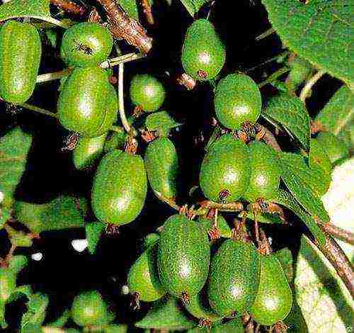 actinidia varieties are the best