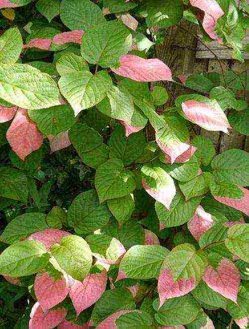 actinidia varieties are the best