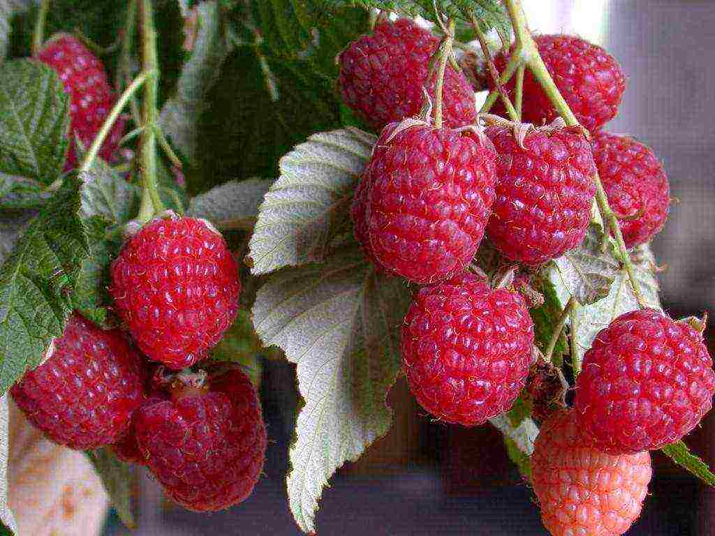 mahusay na mga varieties ng raspberry