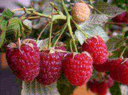 mahusay na mga varieties ng raspberry