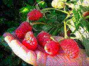 good raspberry varieties