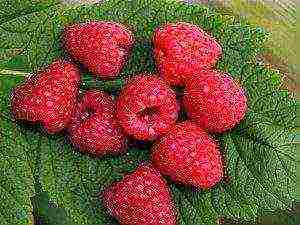 mahusay na mga varieties ng raspberry