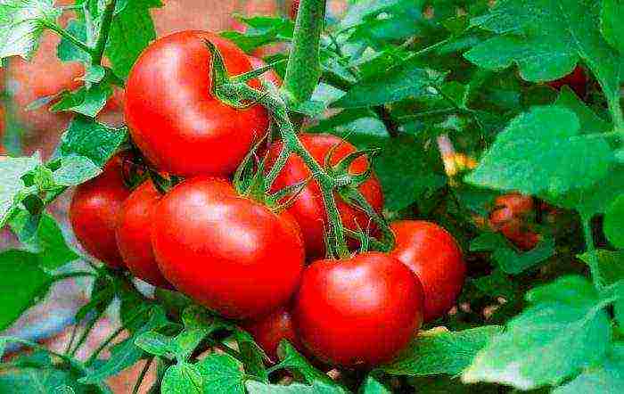 varieties of good tomatoes