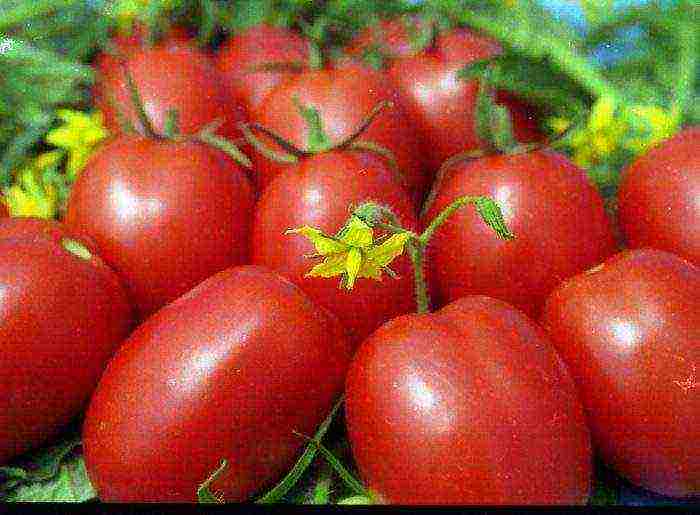 varieties of good tomatoes