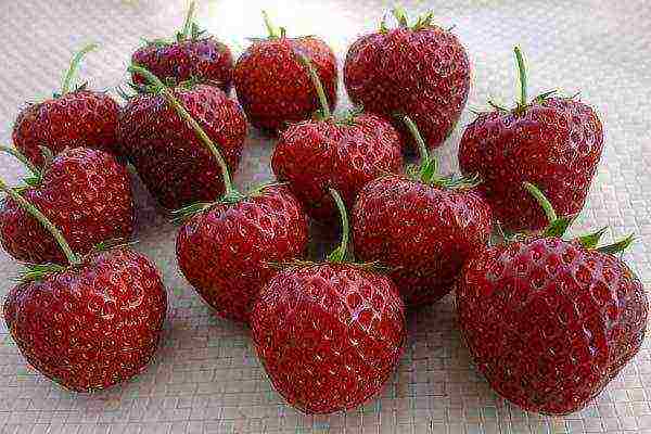 ang pinakamahusay na mga varieties ng strawberry