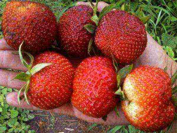 ang pinakamahusay na mga varieties ng strawberry