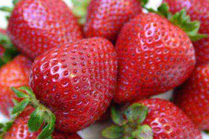 ang pinakamahusay na mga varieties ng strawberry