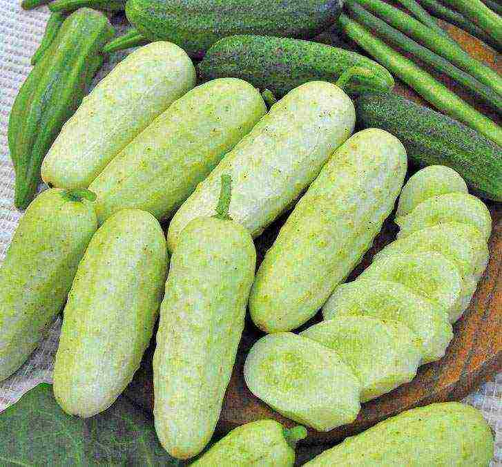 ang mga pagkakaiba-iba ng gherkins ay ang pinakamahusay