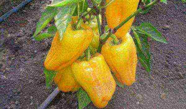 varieties of the best peppers