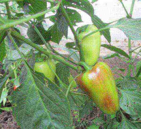 varieties of the best peppers
