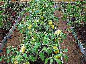 varieties of the best peppers