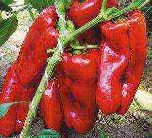 varieties of the best peppers