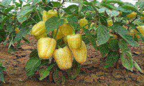 varieties of the best peppers