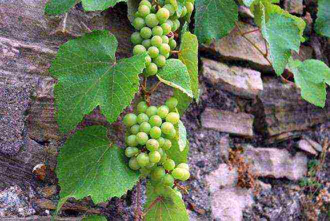 advice for novice winegrowers how to grow grapes