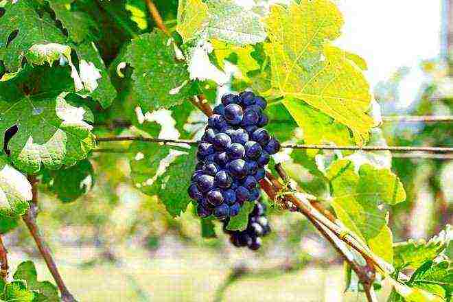 advice for novice winegrowers how to grow grapes