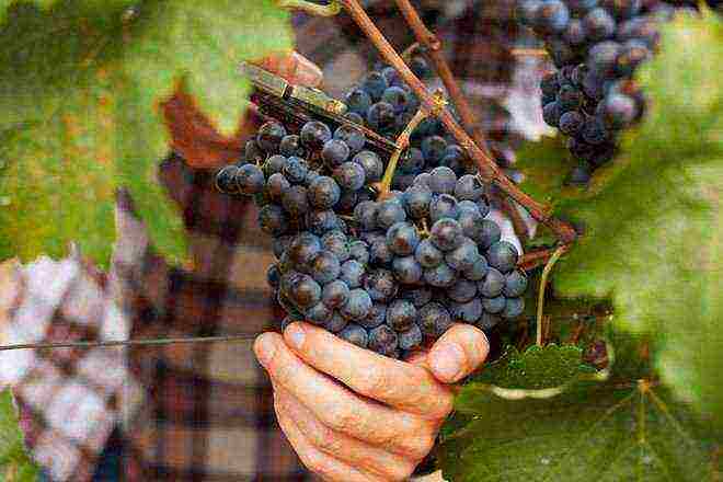 advice for novice winegrowers how to grow grapes