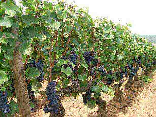 advice for novice winegrowers how to grow grapes