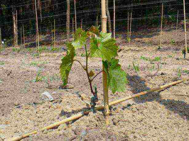 advice for novice winegrowers how to grow grapes