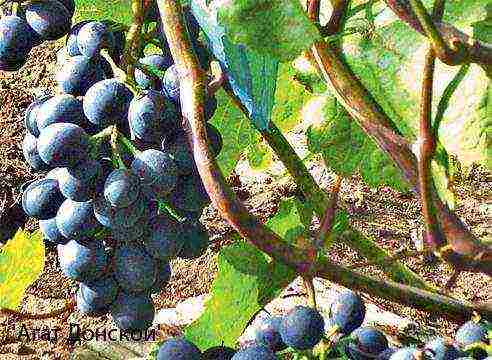 advice for novice winegrowers how to grow grapes