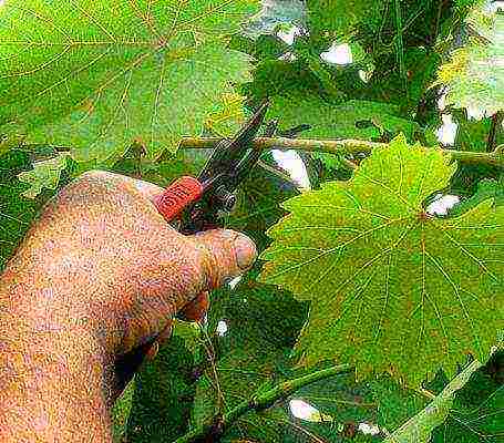 advice for novice winegrowers how to grow grapes