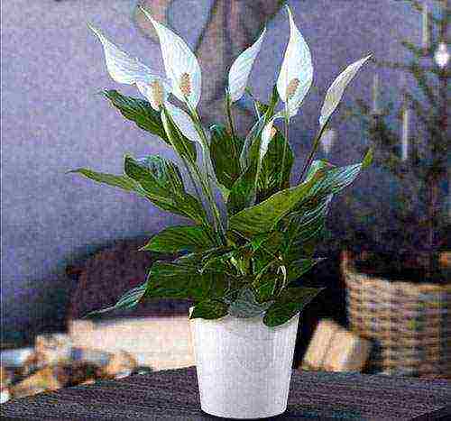 spathiphyllum พันธุ์ที่ดีที่สุด