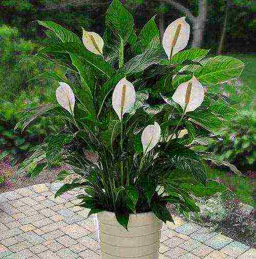 spathiphyllum พันธุ์ที่ดีที่สุด