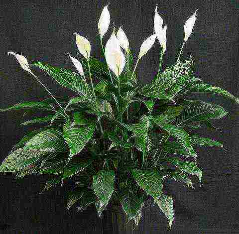 أفضل أنواع spathiphyllum