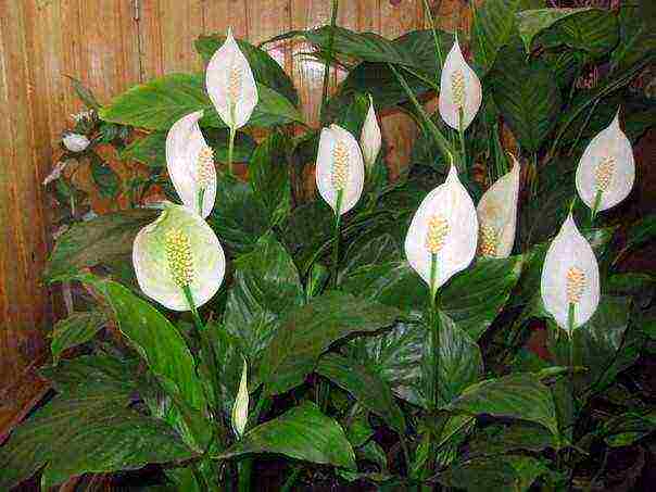 أفضل أنواع spathiphyllum