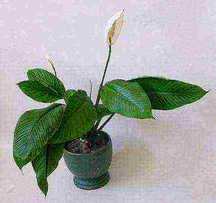 spathiphyllum พันธุ์ที่ดีที่สุด