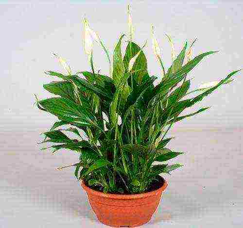 spathiphyllum พันธุ์ที่ดีที่สุด