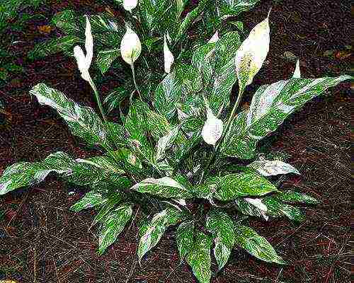 أفضل أنواع spathiphyllum